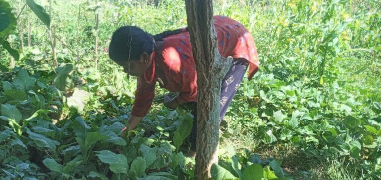 Parbati working on the crops in her backyard